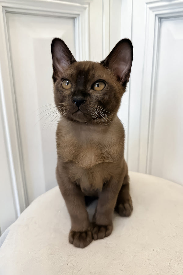 Nord | European Burmese Kitten
