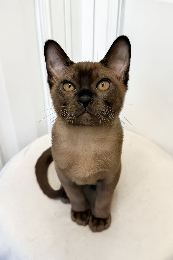 Nord | European Burmese Kitten