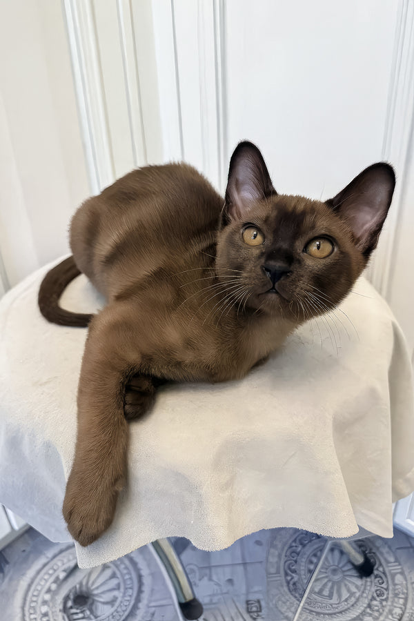 Nord | European Burmese Kitten
