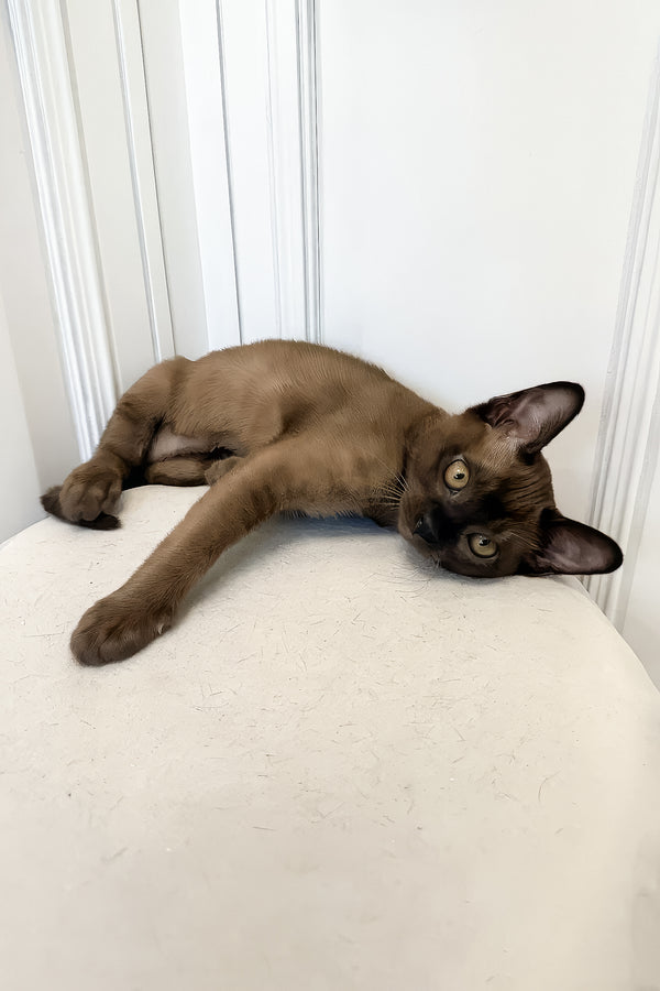 Nord | European Burmese Kitten