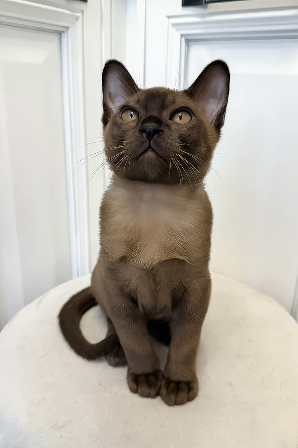 Nord | European Burmese Kitten