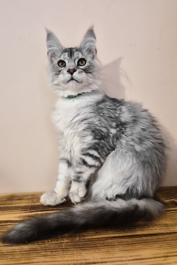 Nordin | Maine Coon Kitten