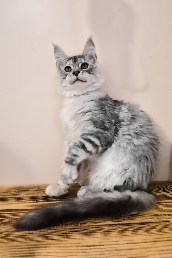 Nordin | Maine Coon Kitten