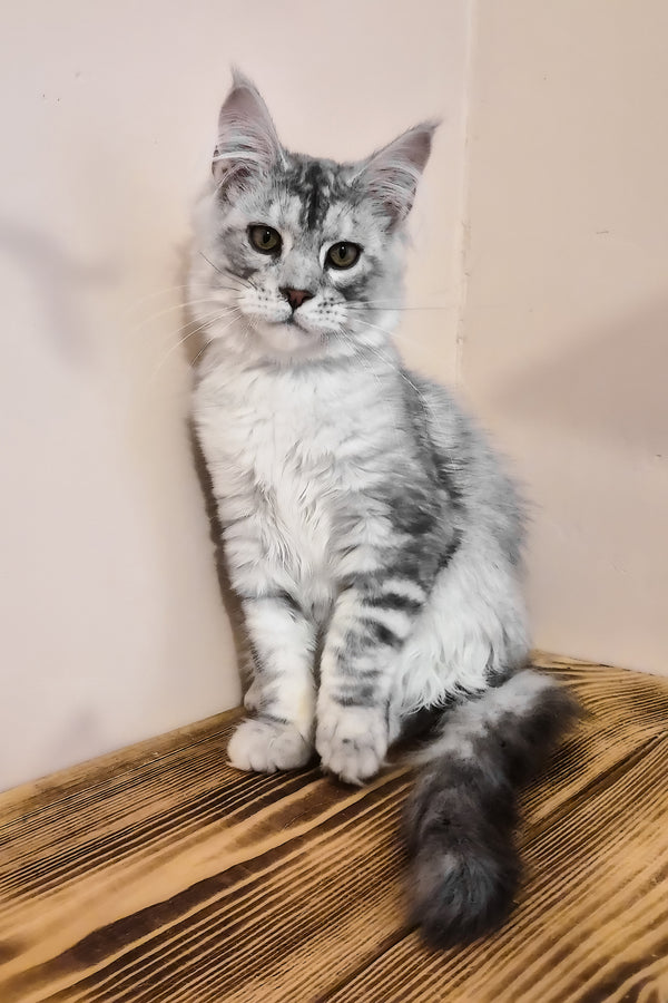 Nordin | Maine Coon Kitten