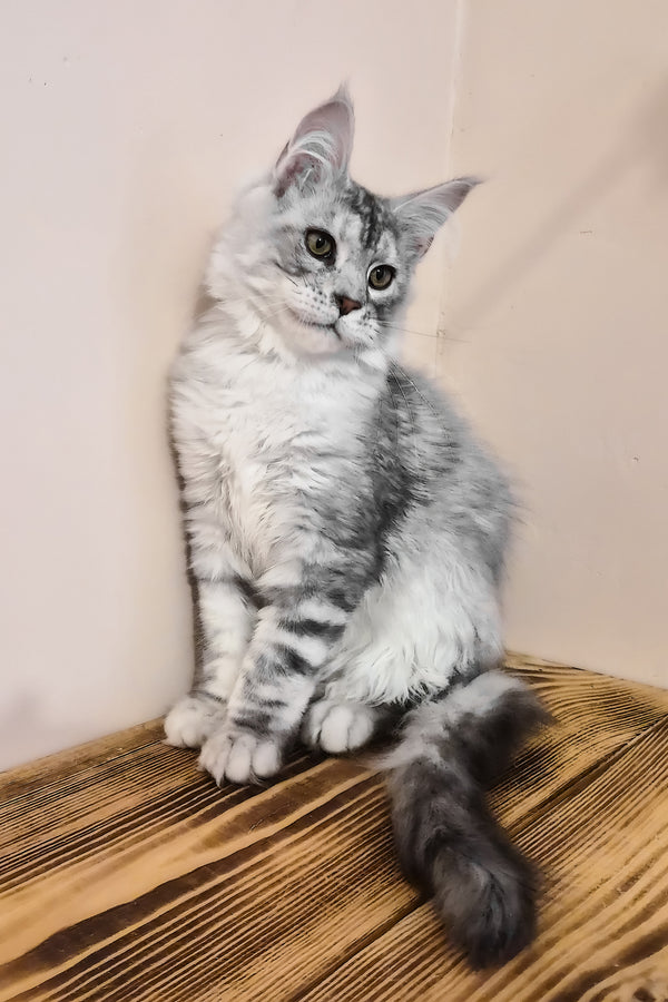 Nordin | Maine Coon Kitten