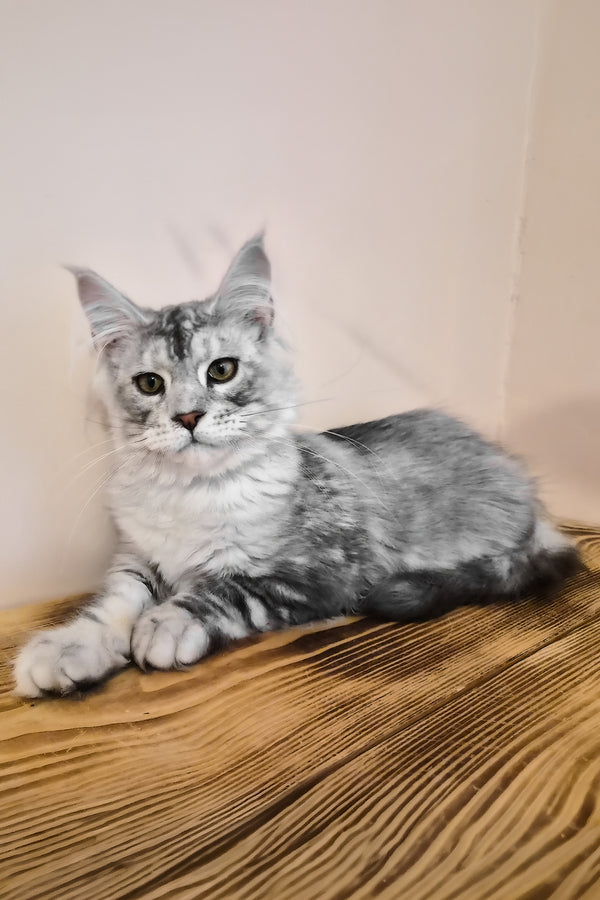 Nordin | Maine Coon Kitten