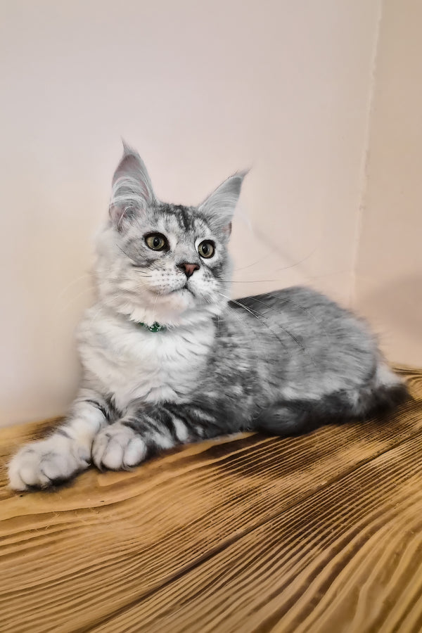 Nordin | Maine Coon Kitten