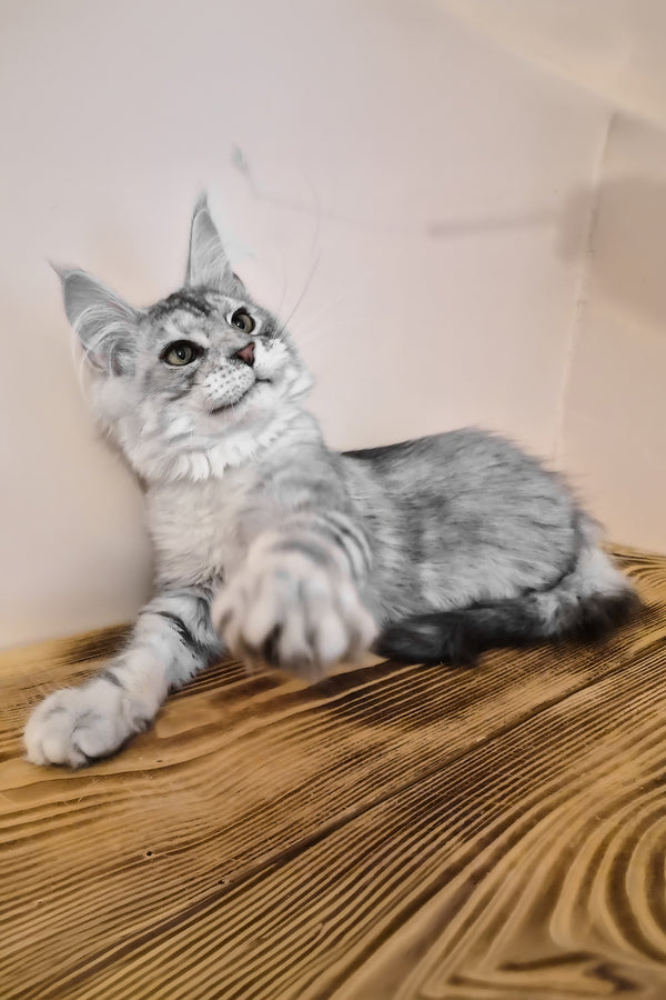 Nordin | Maine Coon Kitten