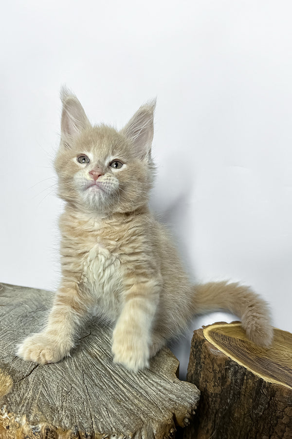 A fluffy ginger maine coon kitten with pointed ears and thick coat sitting on a rustic wooden stump perfect for purebred kitties