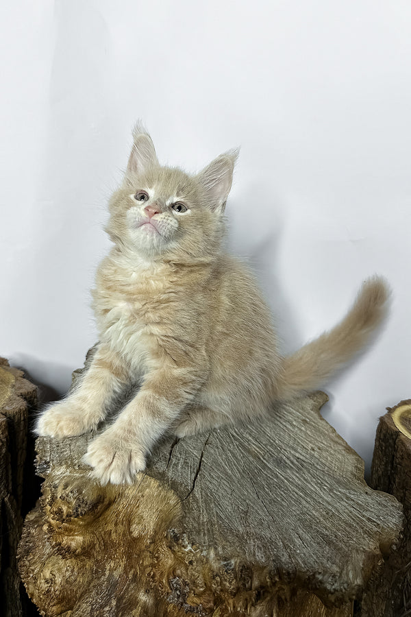 A fluffy cream-colored maine coon kitten with long fur and pointed ears sits on a rustic wooden stump norman purebred kitties