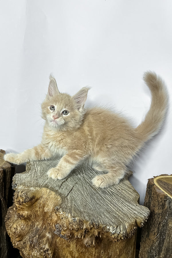 A fluffy ginger maine coon kitten with pointed ears and bushy tail perched on rustic wooden stump Norman purebred kitties