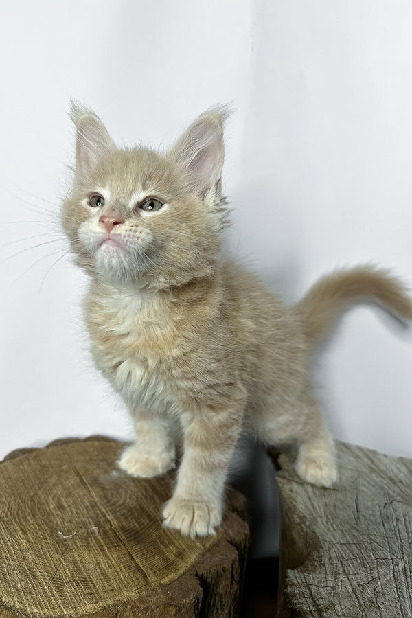 Norman a fluffy ginger maine coon kitten with pointed ears stands on a rustic wooden stump among purebred kitties