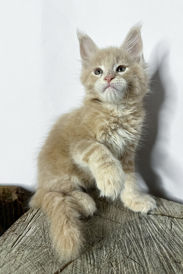 Norman maine coon kitten with fluffy cream fur and pointed ears sitting on wood perfect for purebred kitties fans