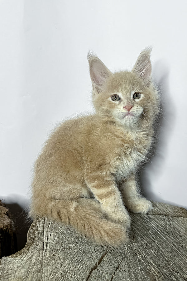 A fluffy ginger maine coon kitten with long soft fur and pointed ears sits on a rustic wooden stump perfect for purebred kitties