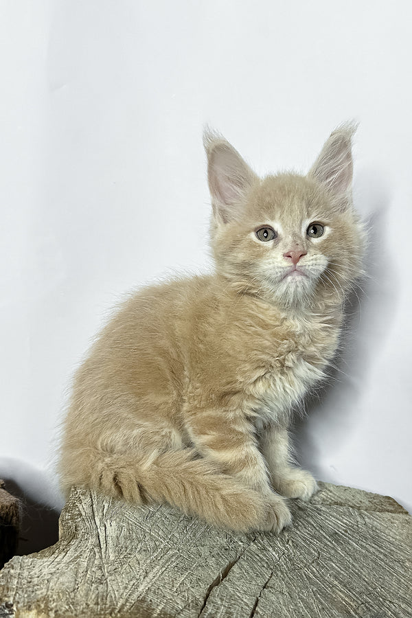 Norman maine coon kitten with fluffy cream fur and pointed ears sits on a weathered wooden stump among purebred kitties
