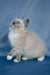 Nox | Ragdoll Kitten