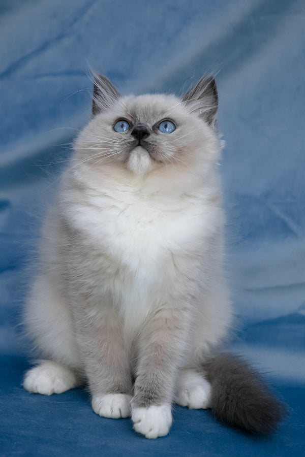 Nox | Ragdoll Kitten