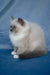 Nox | Ragdoll Kitten