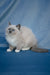 Nox | Ragdoll Kitten