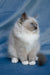 Nox | Ragdoll Kitten