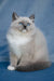 Nox | Ragdoll Kitten