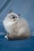 Nox | Ragdoll Kitten