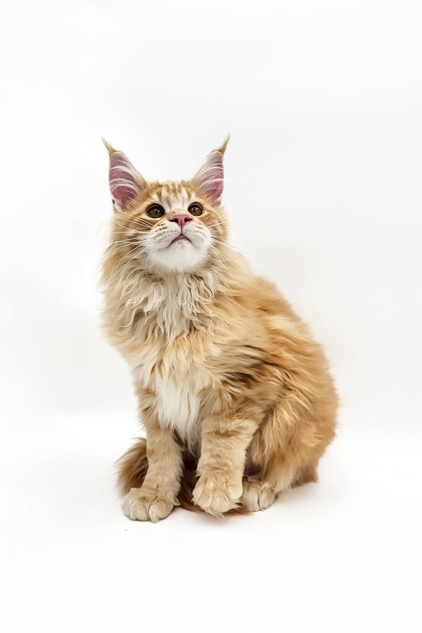 Olaf | Maine Coon Kitten