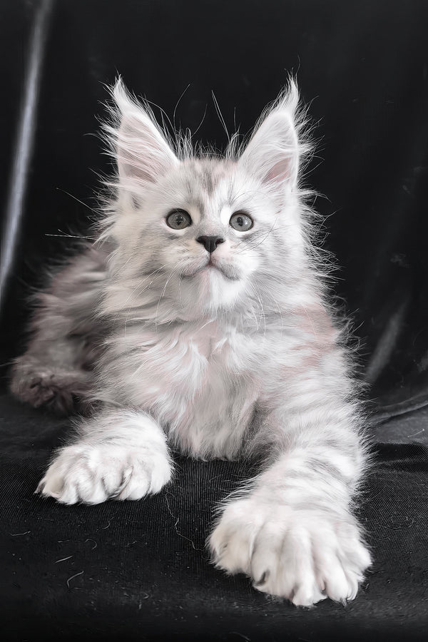 Olaf | Polydactyl Maine Coon Kitten