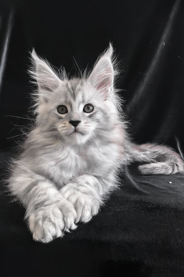 Olaf | Polydactyl Maine Coon Kitten