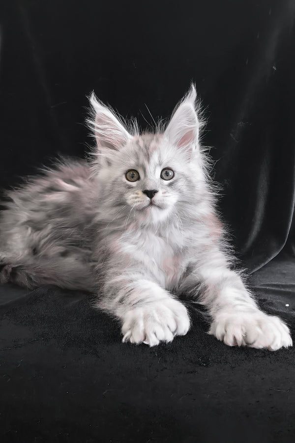Olaf | Polydactyl Maine Coon Kitten