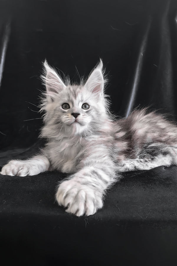 Olaf | Polydactyl Maine Coon Kitten