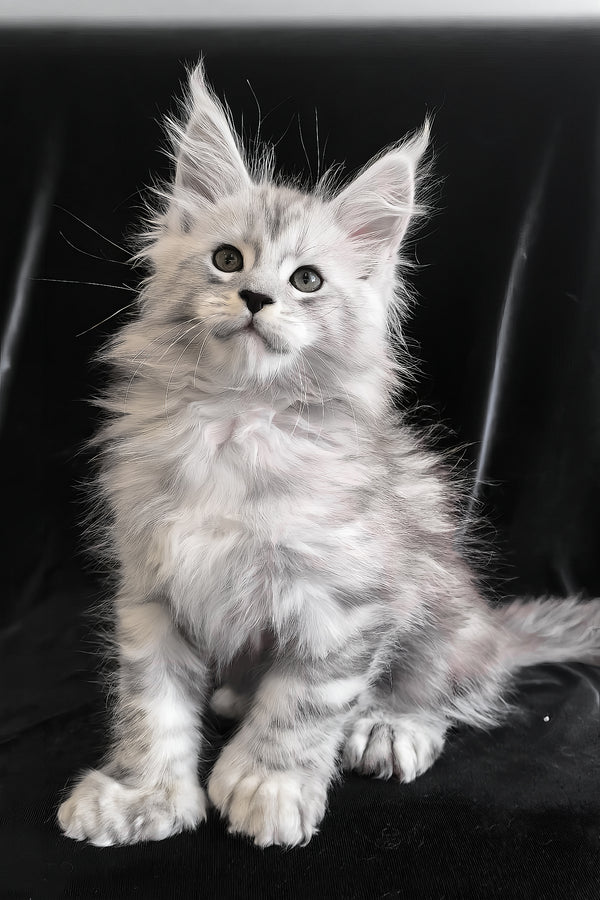 Olaf | Polydactyl Maine Coon Kitten