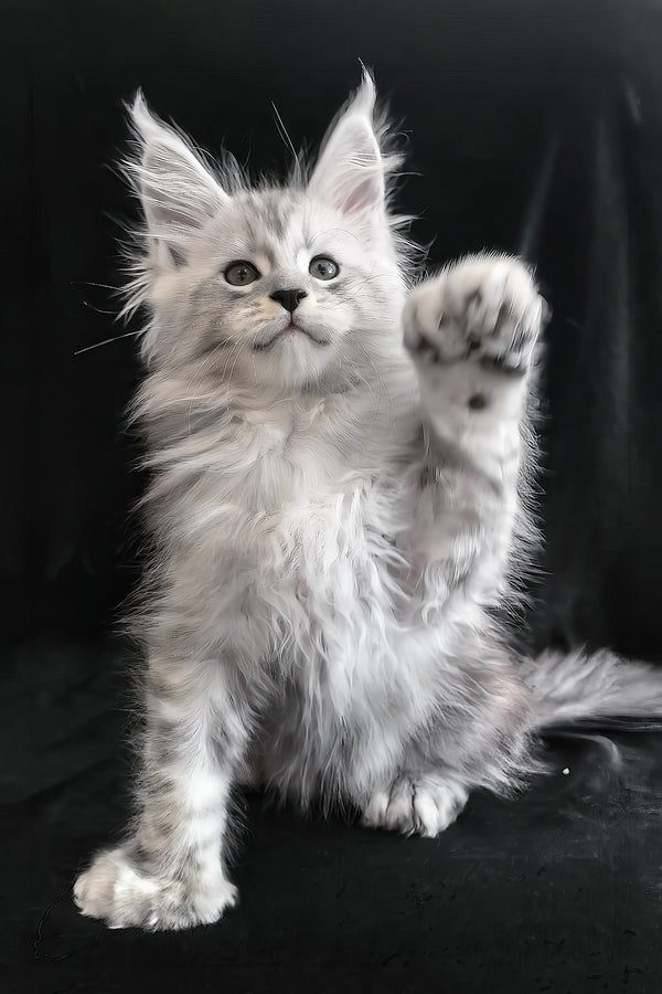 Olaf | Polydactyl Maine Coon Kitten
