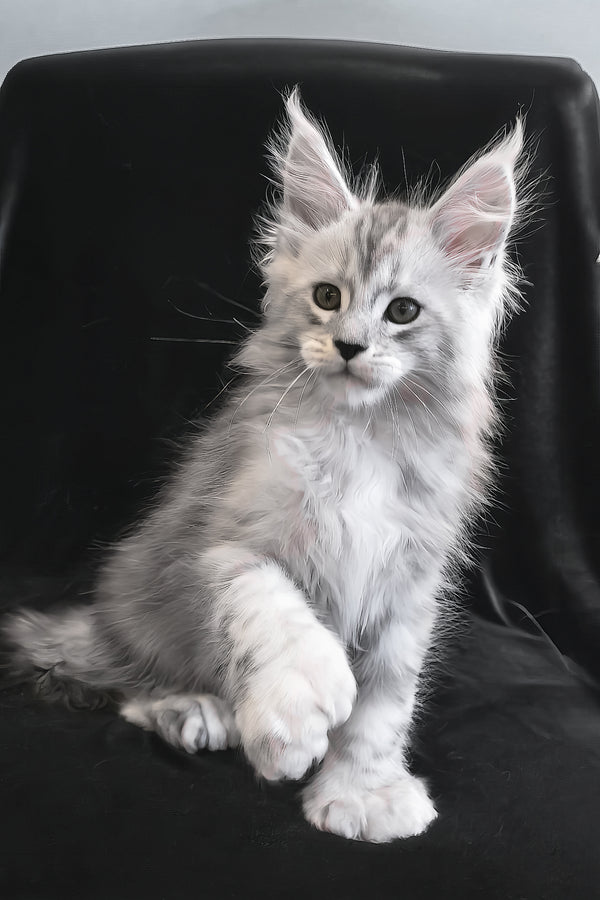 Olaf | Polydactyl Maine Coon Kitten