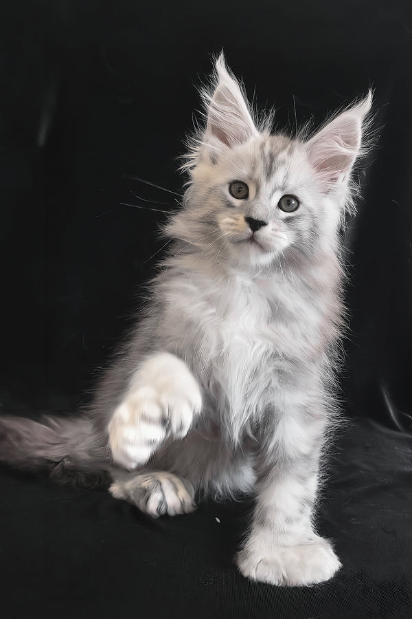 Olaf | Polydactyl Maine Coon Kitten