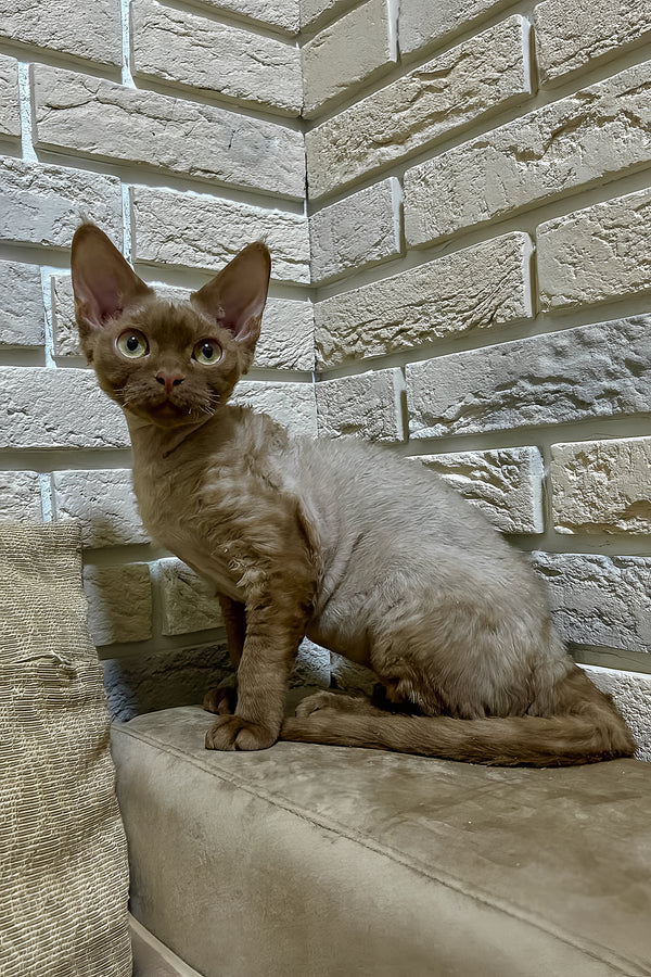 Olivia | Devon Rex Kitten