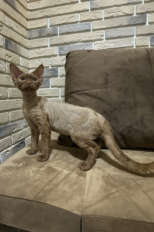Olivia | Devon Rex Kitten