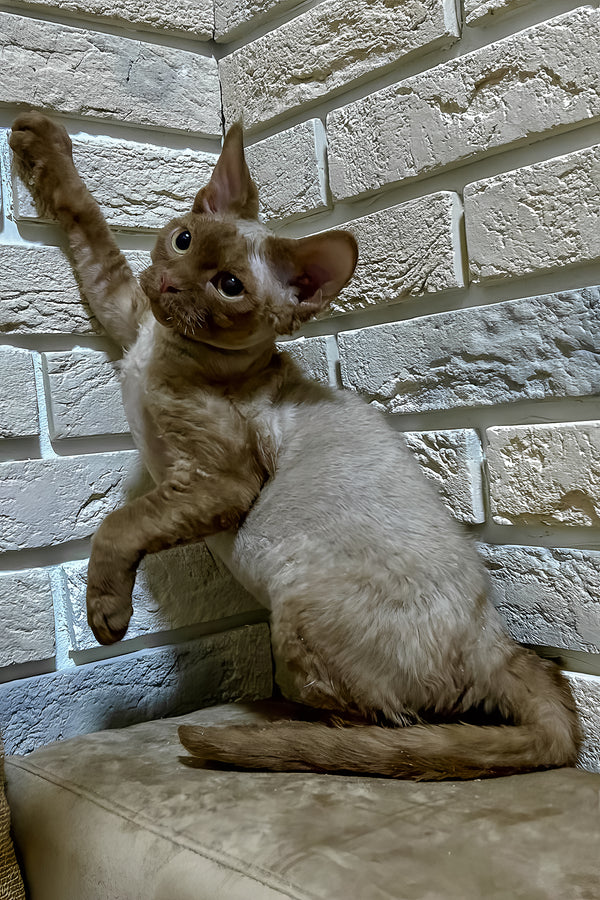 Olivia | Devon Rex Kitten