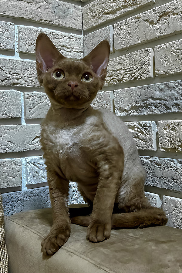 Olivia | Devon Rex Kitten