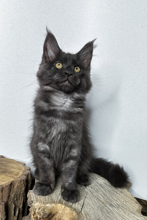 Odette | Maine Coon Kitten