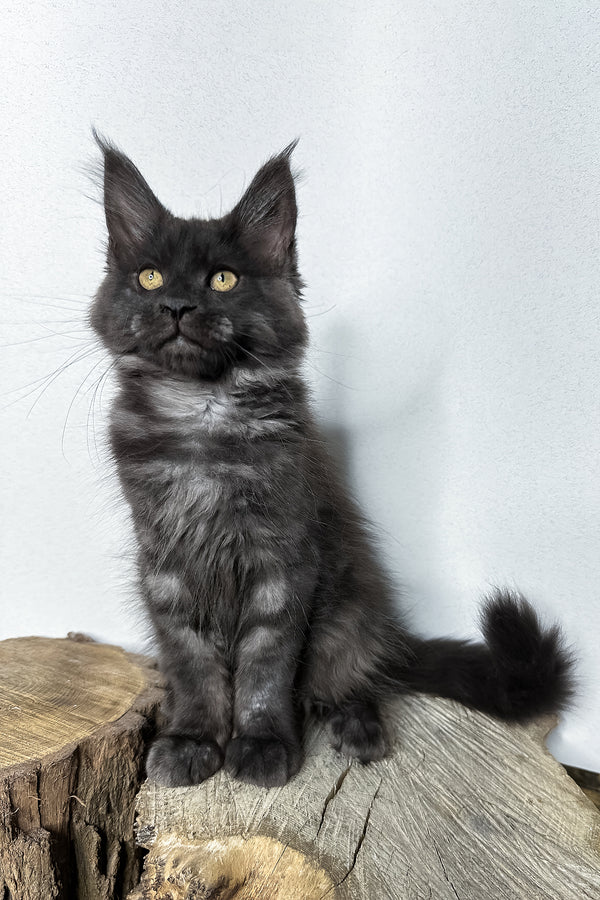 Odette | Maine Coon Kitten