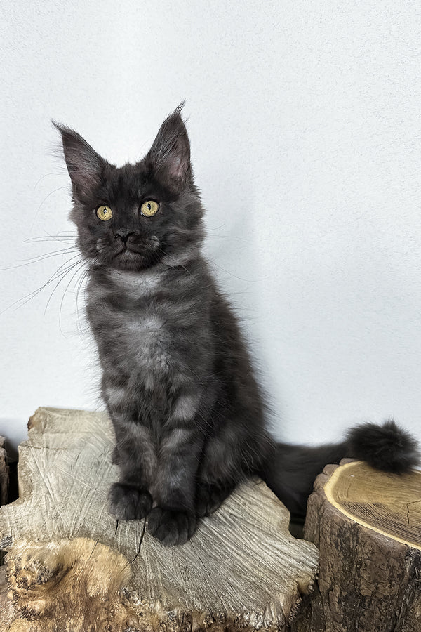 Odette | Maine Coon Kitten