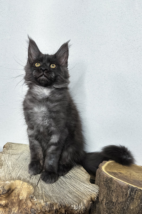 Odette | Maine Coon Kitten