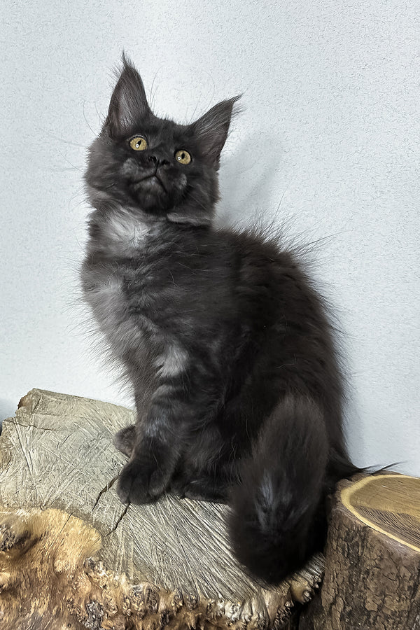 Odette | Maine Coon Kitten
