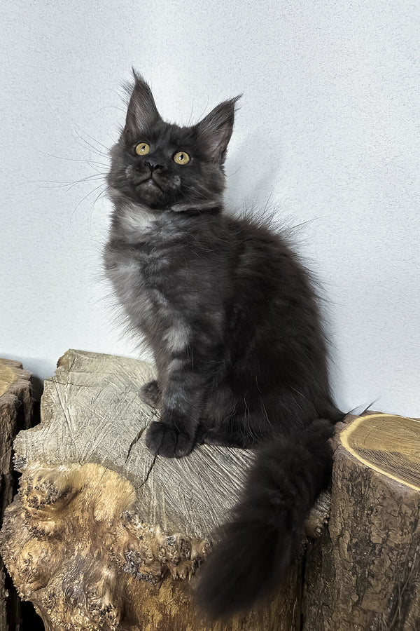 Odette | Maine Coon Kitten