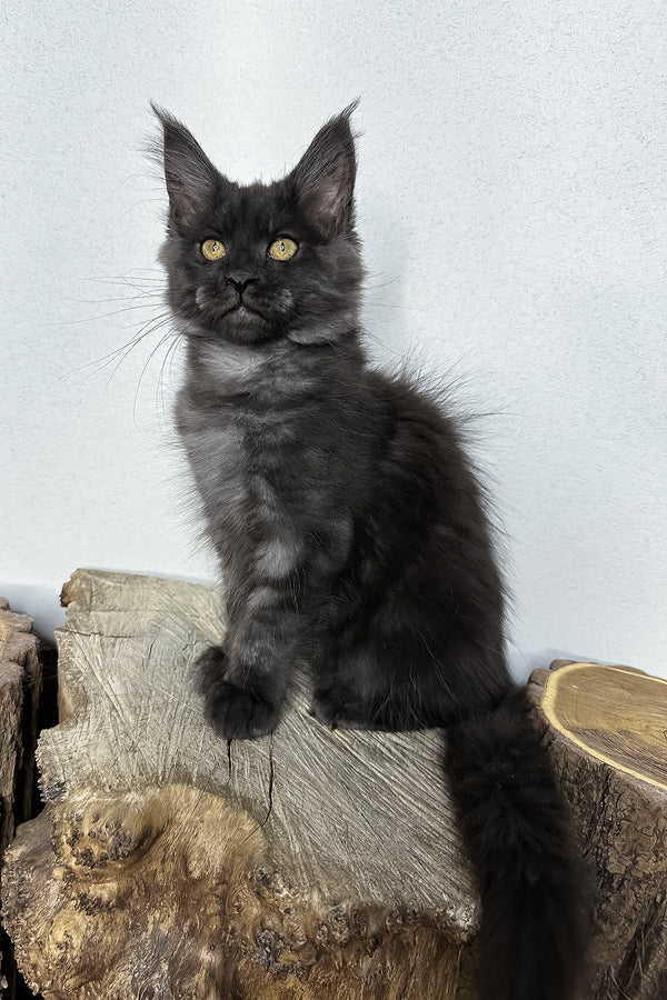 Odette | Maine Coon Kitten