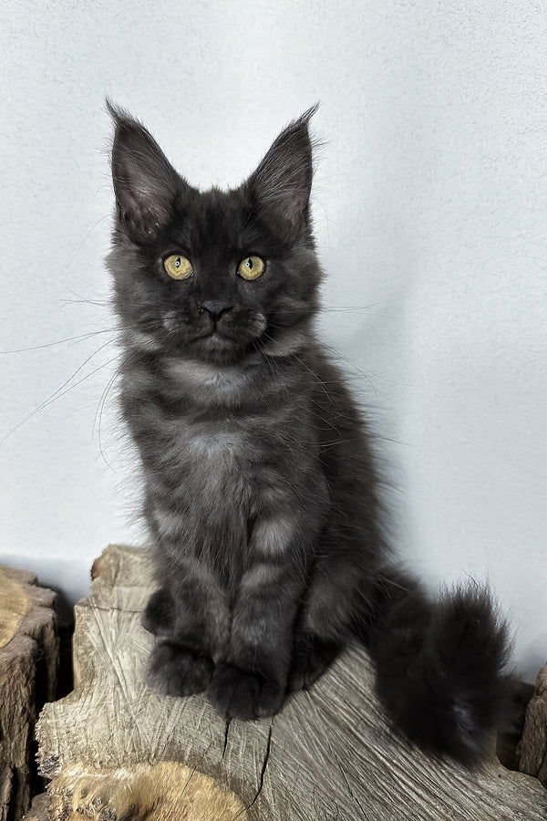Odette | Maine Coon Kitten