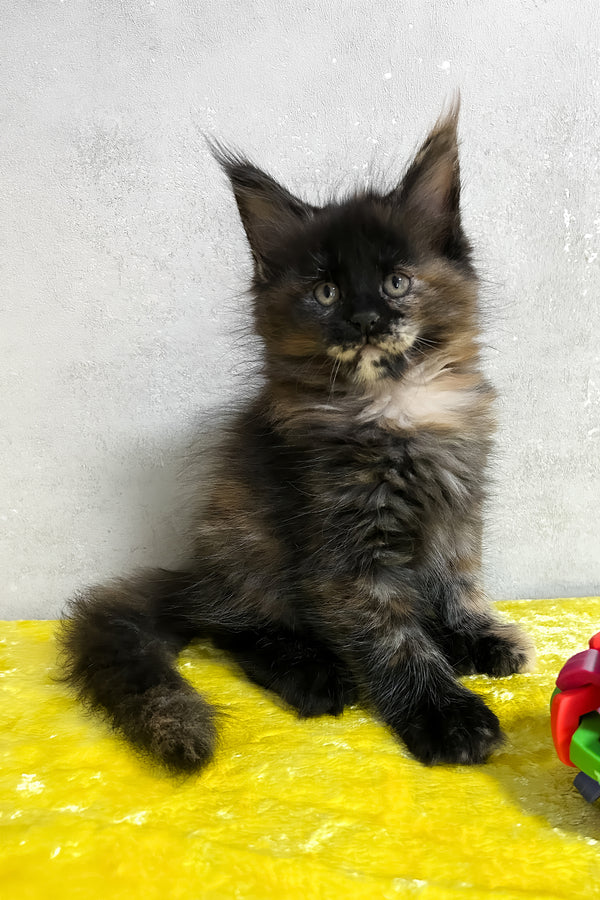 Olive | Maine Coon Kitten