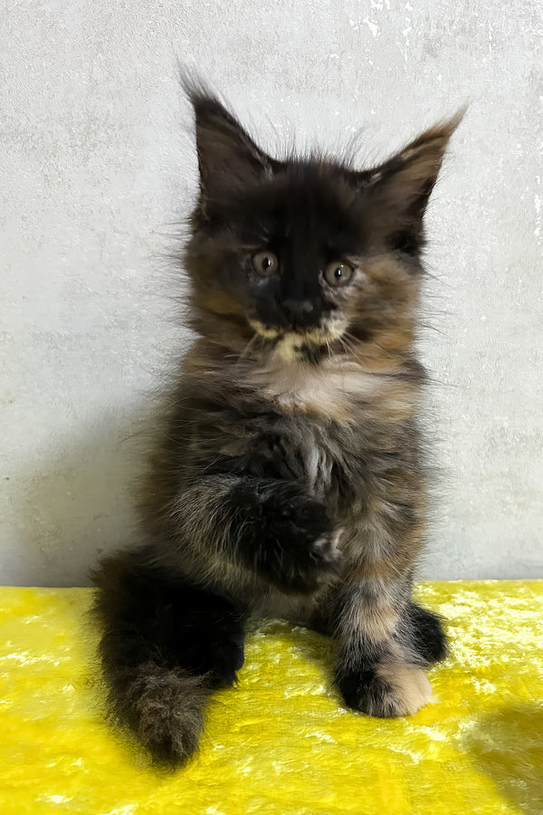 Olive | Maine Coon Kitten