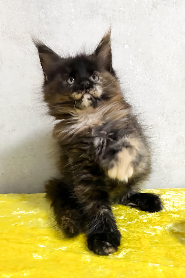 Olive | Maine Coon Kitten